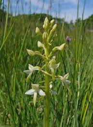 Attēlu rezultāti vaicājumam “Platanthera bifolia flower”