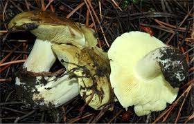 Attēlu rezultāti vaicājumam “Tricholoma flavovirens”