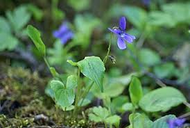 Attēlu rezultāti vaicājumam “Viola uliginosa leaf”