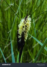 Attēlu rezultāti vaicājumam “Carex riparia”