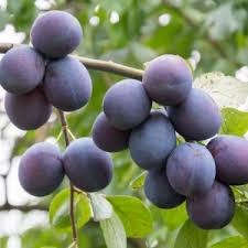 Attēlu rezultāti vaicājumam “Prunus domestica subsp. insitita fruit”