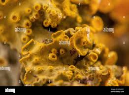 Attēlu rezultāti vaicājumam “Petractis sp.”