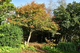 Attēlu rezultāti vaicājumam “Crataegus persimilis”