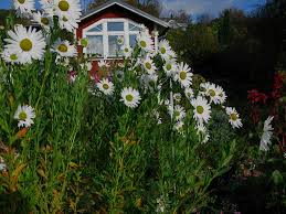 Image result for Leucanthemella serotina