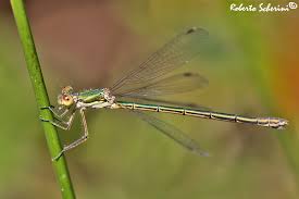 Attēlu rezultāti vaicājumam “Lestes virens”