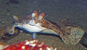 Image result for Parophrys vetulus