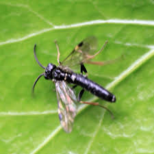 Attēlu rezultāti vaicājumam “Allantus cinctus”