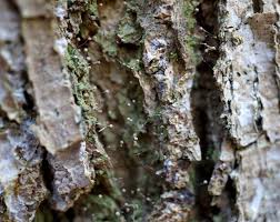 Attēlu rezultāti vaicājumam “Chaenotheca gracilenta”