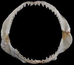 Image result for Alopias superciliosus