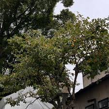 「柿の木利江」の画像検索結果