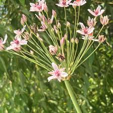 Attēlu rezultāti vaicājumam “Butomus umbellatus flower”