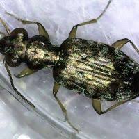 Attēlu rezultāti vaicājumam “Asaphidion pallipes”