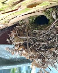 Attēlu rezultāti vaicājumam “Troglodytes troglodytes nest”