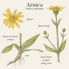 Attēlu rezultāti vaicājumam “Arnica montana”