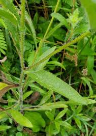 Attēlu rezultāti vaicājumam “Rudbeckia hirta var. hirta leaf”