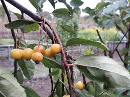 Attēlu rezultāti vaicājumam “Malus baccata fruit”