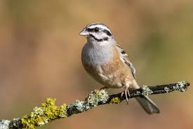 Image result for Emberiza cia