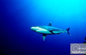 Image result for Carcharhinus albimarginatus