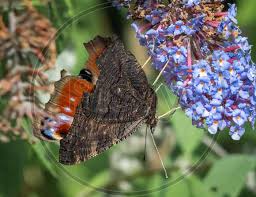 Attēlu rezultāti vaicājumam “Inachis io underside”
