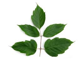 Attēlu rezultāti vaicājumam “Acer negundo leaf”