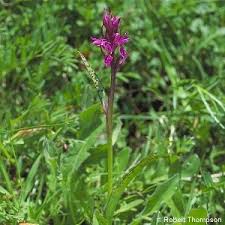 Attēlu rezultāti vaicājumam “Dactylorhiza traunsteineri”