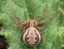 Attēlu rezultāti vaicājumam “Xysticus cristatus”