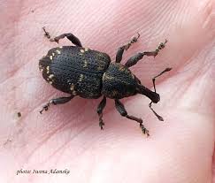 Attēlu rezultāti vaicājumam “Hylobius pinastri”