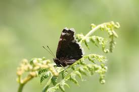 Attēlu rezultāti vaicājumam “Nymphalis antiopa underside”