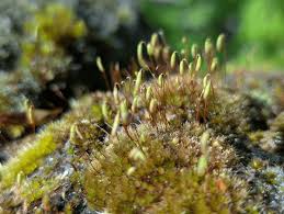 Attēlu rezultāti vaicājumam “Bryum caespiticium sporophyte”