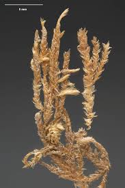 Attēlu rezultāti vaicājumam “Pseudoscleropodium purum”