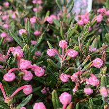 Attēlu rezultāti vaicājumam “Andromeda polifolia leaf”