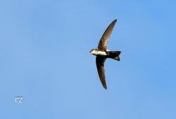 Image result for Chaetura pelagica