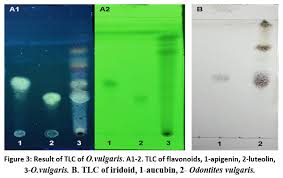 Attēlu rezultāti vaicājumam “Odontites vulgaris fruit”