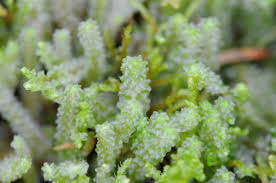 Attēlu rezultāti vaicājumam “Barbilophozia lycopodioides macro”