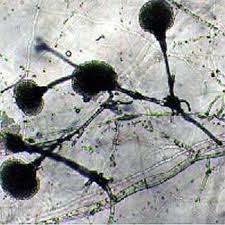Attēlu rezultāti vaicājumam “Colloderma sp.”