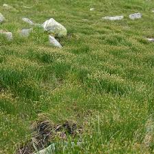 Attēlu rezultāti vaicājumam “Trichophorum cespitosum fruit”
