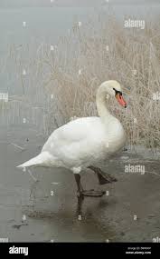 Attēlu rezultāti vaicājumam “Cygnus olor adult”