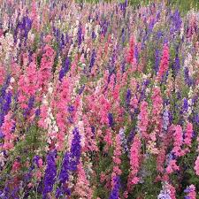 Image result for Delphinium consolida