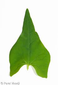 Attēlu rezultāti vaicājumam “Fagopyrum esculentum leaf”