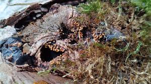 Attēlu rezultāti vaicājumam “Hemitrichia karstenii young”