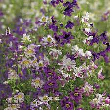 Image result for Schizanthus