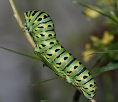 Attēlu rezultāti vaicājumam “Papilio machaon larva”