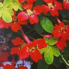 Image result for Ildblomkarse