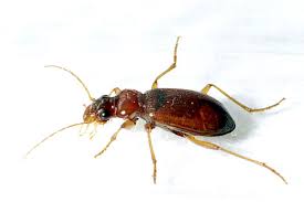 Attēlu rezultāti vaicājumam “Leistus terminatus”