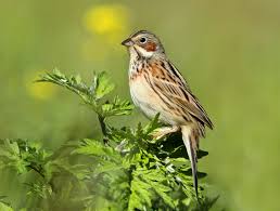 Image result for Emberiza fucata