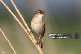 Attēlu rezultāti vaicājumam “Acrocephalus schoenobaenus”