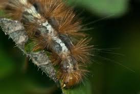 Attēlu rezultāti vaicājumam “Spilosoma lutea imago”