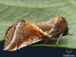 Attēlu rezultāti vaicājumam “Habrosyne pyritoides”