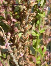 Attēlu rezultāti vaicājumam “Lythrum salicaria fruit”