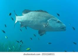 Image result for Lutjanus jocu